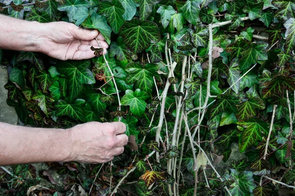 Tuinman Verwijdert Een Droog Blad Twijgen Van Klimop Voorjaarswerkzaamheden — Stockfoto