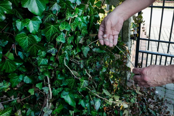 Ogrodnik Usuwa Suche Liście Gałązki Bluszczu Creeper Wiosenne Prace — Zdjęcie stockowe