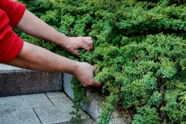 Uomo Usa Cesoie Tagliare Gli Arbusti Conifere Giardino Lavoro Primaverile — Foto Stock