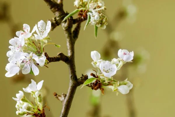 Ramas Florecientes Manzano Primavera Recursos Gráficos — Foto de Stock