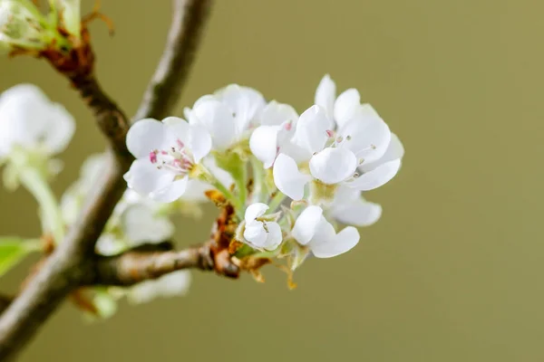 Bloeiende Takken Van Appelboom Het Voorjaar Grafische Hulpbronnen — Stockfoto