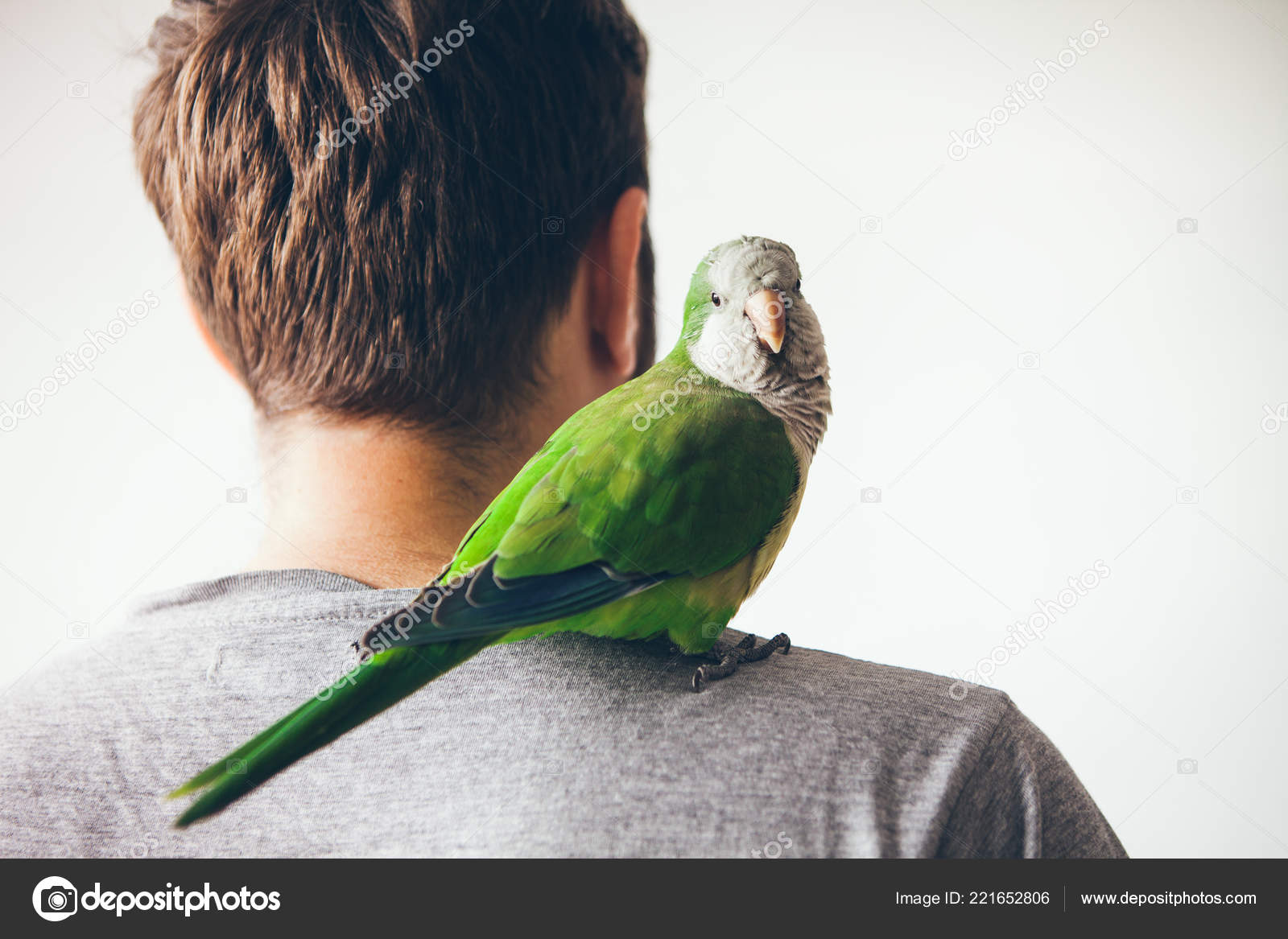 Monk Parakeet Looking Camera Curiosity Expression Quaker Parrot