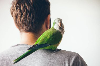 Monk parakeet is looking at camera with curiosity expression. Quaker parrot is sitting on mans shoulder at home. clipart