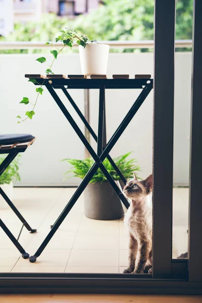 Curious Devon Rex cat is walking on the green balcony and enjoying fresh air. Terrace decorated with plants and cat walking on it. Outdoor furniture.
