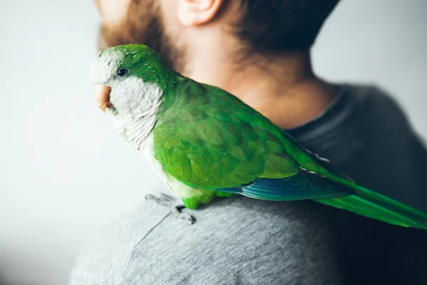 Close Papagaio Quaker Verde Que Está Sentado Ombro Jovem Barba — Fotografia de Stock