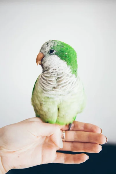 Fotografia Unui Papagal Quaker Verde Care Stă Mâna Femeii Close — Fotografie, imagine de stoc