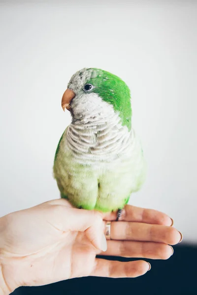 Foto Loro Cuáquero Verde Sentado Mano Una Mujer Primer Plano —  Fotos de Stock