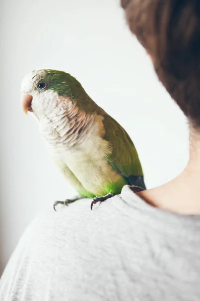 Close Green Quaker Parrot Who Sitting Shoulder Young Beard Man — Stock Photo, Image