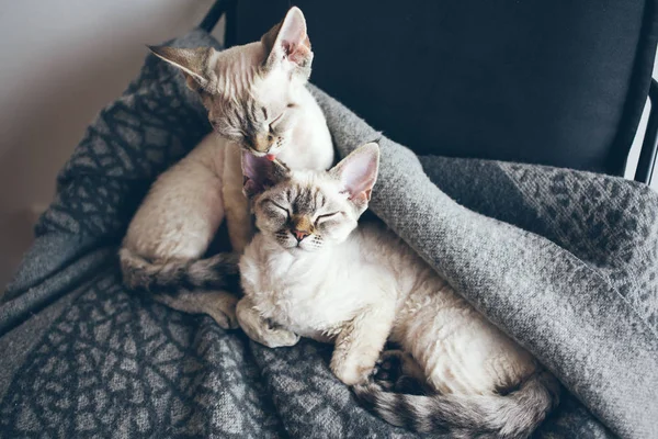 Dois Adoráveis Engraçados Gatinhos Devon Rex Com Olhos Azuis Estão — Fotografia de Stock