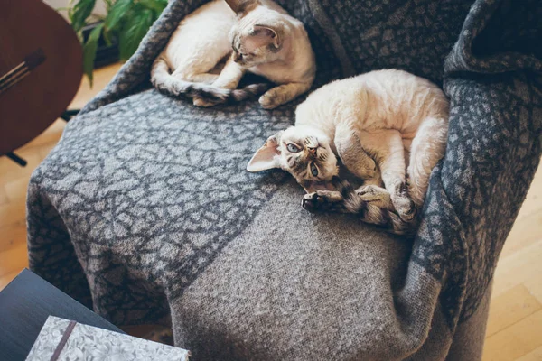 Dos Adorables Divertidos Gatitos Devon Rex Con Ojos Azules Acuestan —  Fotos de Stock