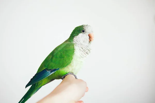 Foto Loro Cuáquero Verde Sentado Mano Una Mujer Primer Plano —  Fotos de Stock