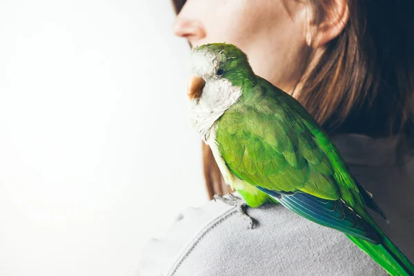 Närbild Gröna Färgglada Monk Parakeet Grön Kväkare Papegoja Sitter Kvinna — Stockfoto