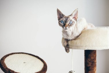 Mobilya çizilmemesi ile tekir noktası kedi. Şirin mavi gözlü devon rex yazı tırmalamak üzerinde rahatlatıcı.