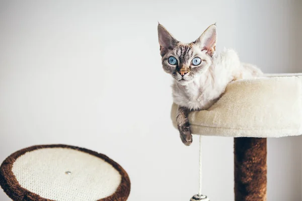 Tabby Punct Pisică Mobilier Zgârieturi Drăguț Ochi Albaștri Devon Rex — Fotografie, imagine de stoc