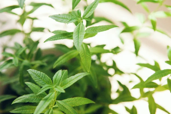 Yakın çekim yeşil aloysia citrodora, limon beebrush sıcak içecek için mükemmel madde olduğunu. Lemon verbena balkonda büyüyor. Seçici odak.