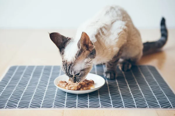 Kediyi ton balığı tenekesiyle beslemek. Devon Rex kedi yavrusu beyaz seramik tabaktaki ıslak yiyecekleri yer ve ahşap zemine konur. Seçici odak