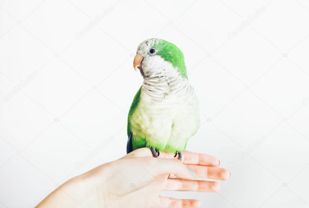 Cute green parrot sits on owners hand. White background. Woman holds Quaker parakeet.