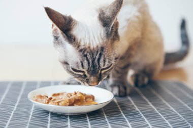 Yakın çekim yemek bir tekir kedi konserve kedi gıda beyaz seramik tabak yere yerleştirilir. Yoksun Rex ıslak ton balığı konserve sahiptir. Seçici odak. Senin evde beslenen hayvan sigorta primi kalite gıdalar ile beslenir. Seçici odak.