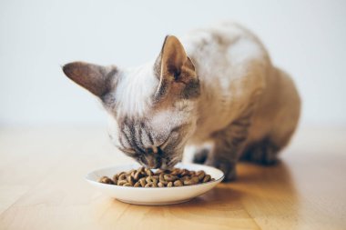 Kedi, seramik tabaktan kuru idrar yolu diyet gıdası yer. Seçici odak, beyaz arkaplan. 