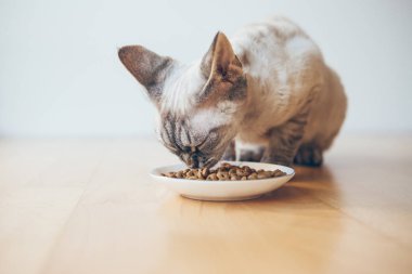 Kedi ahşap katta oturan ve yetişkin ışık diyet Kuru gıda plaka daha az kalori ile yemek. Yüksek kaliteli malzemeler ve kilo kontrolü Evcil hayvan besinleri dengeli. Seçici odak