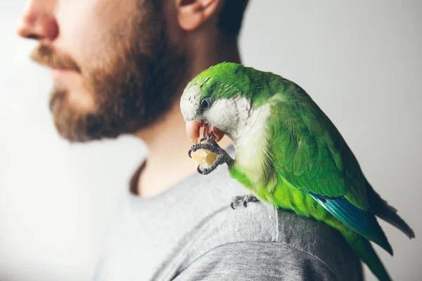 Vacker Grön Munk Parakvat Håller Bröd Med Hans Tass Och — Stockfoto