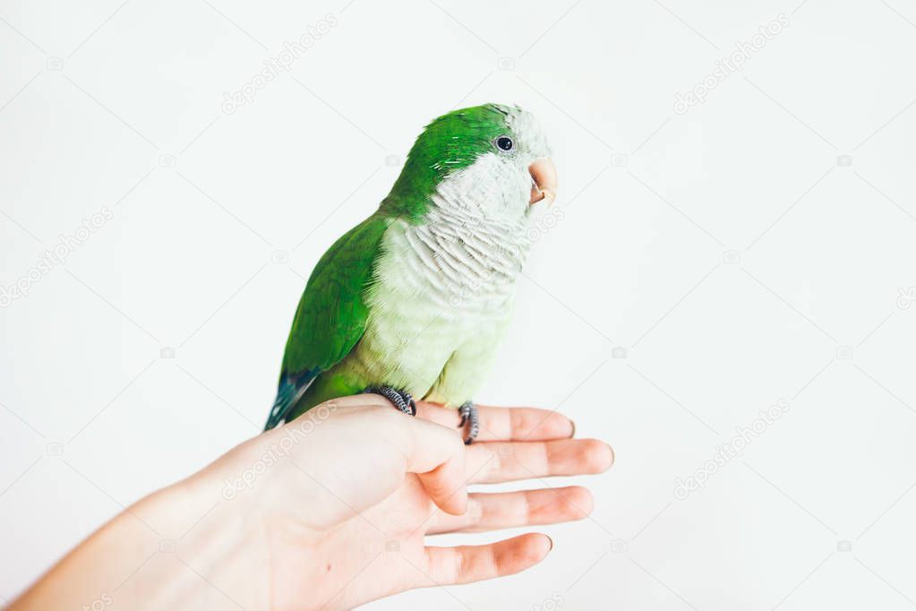 Close-up of little Monk Parakeet on white background. Photo of a green Quaker parrot sitting on woman's hand.