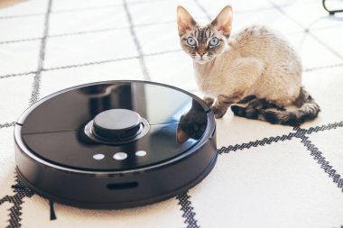Modern elektrikli süpürge dahili kamera ve akıllı sensör teknolojisi ile oturma odasında beyaz carper temizliyor. Seçici odak. Devon rex cats vac robot yanında oturur