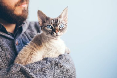Bir güzel mavi gözlü kedi yakın sakal oturan adamın elleri. Yoksun Rex kedi sahibi ile. Boşluk alanı