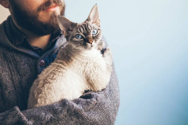 Şirin yoksun Rex renk nokta kedi adamın elleri üzerinde yalan söylüyor. Kitty merakla doğrudan kameraya benziyor. Mavi arka plan.