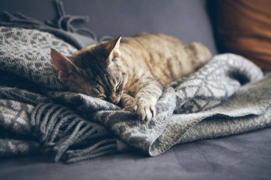 Tabby kedi püsküllü gri ekose yün battaniye üzerinde uyuyor. Uyuyan kedi - mükemmel bir rüya. Doğal ışık, sıcak ve güzel bir ambiyans ile kapalı çekim