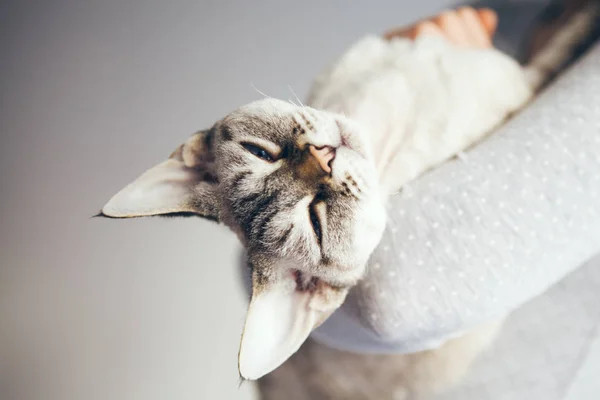 Frau Kuschelt Ihre Süße Und Niedlich Aussehende Devon Rex Katze — Stockfoto