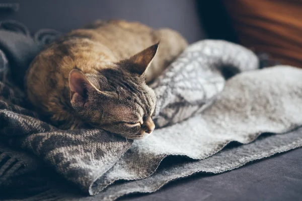 Bonito Pequeno Tabby Marrom Devon Rex Gato Está Dormindo Cobertor — Fotografia de Stock