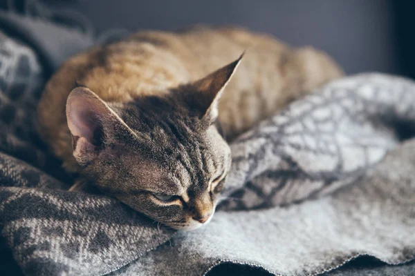 グレーカラーの居心地の良い毛布で眠る大きな耳を持つかわいい大人の茶色のタブビーカラーデボンレックス猫のクローズアップポートレート 幸せでリラックスした動物 選択的な焦点 自然光 — ストック写真