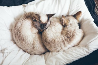 İki sevimli renk noktası Devon Rex kediler yumuşak beyaz battaniye üzerinde birlikte uyuyorlar. Kediler sevgi ve şefkat kavramı, üst görünümü. Doğal ışık.