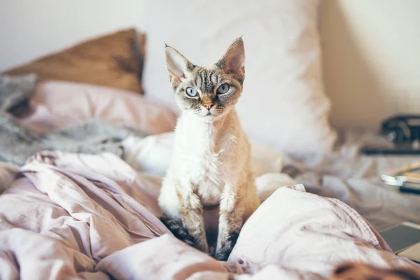 Красива Кішка Блакитними Очима Сидить Ліжку Мирно Дивиться Прямо Камеру — стокове фото