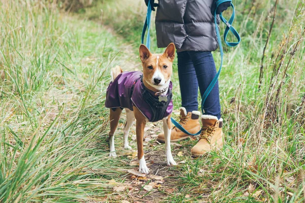 Saf cins Basenji köpeği, sahibiyle birlikte ormanda yürüyor ve saf doğanın tadını çıkarıyor. Köpek yavrusu menekşe rengi ceket giyiyor ve rahat ve memnun. Sonbahar mevsimi.
