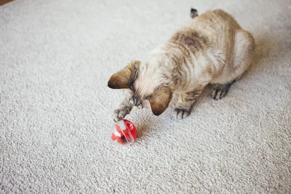 Meraklı Devon Rex kedisi, içinde kedi ittiğinde yavaşça düşen kuru yiyeceklerin olduğu özel bir oyuncak top dağıtıcısıyla oynuyor. Kediler için yavaş beslenen oyuncak kedileri fiziksel ve zihinsel olarak uyarır..