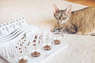 Etkileşimli Kedi Oyuncağı Yavaş Besleyici, IQ Eğitim Oyuncağı, Evcil kediler için Sıkılmayı Tedavi Etme Yenilemesi. Eğlenceli, zihinsel meydan okuma oyunu. Yavaş besleyici.