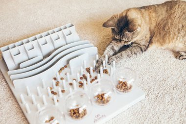 Tekir rengi Devon Rex kedisi, pençesi ya da ağzı yardımıyla aperatifleri alabilmek için onun tedavisinde çalışmak ve küçük görevleri çözmek için meydan okuyor. Bu, kedinin maharetini eğitir..