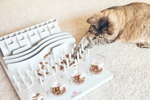 Primer Plano Gato Juguetón Está Tocando Golpeando Comida Con Pata —  Fotos de Stock