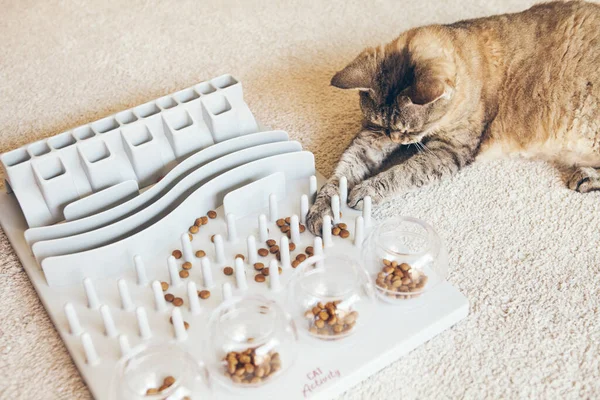 Tekir rengi Devon Rex kedisi, pençesi ya da ağzı yardımıyla aperatifleri alabilmek için onun tedavisinde çalışmak ve küçük görevleri çözmek için meydan okuyor. Bu, kedinin maharetini eğitir..