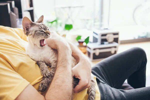 Bonito Sonolento Engraçado Devon Rex Gatinho Mãos Proprietários Homem Está — Fotografia de Stock