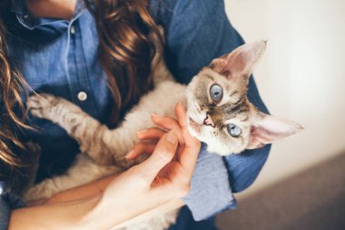 Devon Rex kedisini tutan kadın ellerine yakın çekim. Ev hayvanları. Genç kadın sevimli, meraklı Devon Rex kedisine sarılıyor. Cat mutlu ve mırıldıyor ve doğrudan kameraya bakıyor..