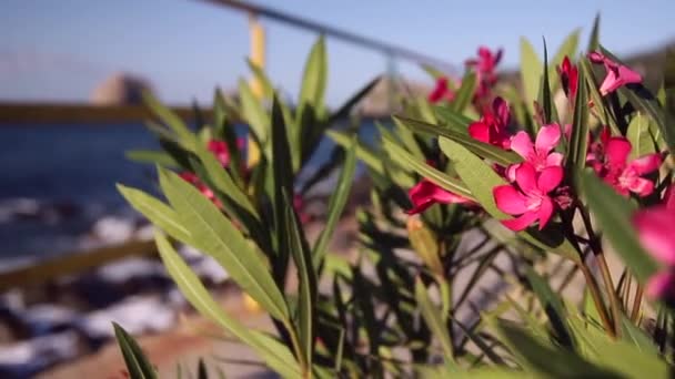 Rózsaszín Oleander Virágok Tenger Partján — Stock videók