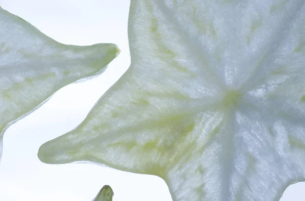 Detailní Makro Plátek Karamboly Hvězda Ovoce Pozadí Grafické Prostředky Koncept — Stock fotografie