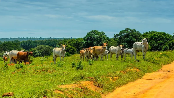 Campagna Del Minas Gerais Una Mandria Bovini Pascolo Brasile — Foto Stock