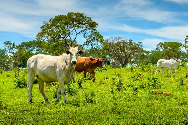 Campagna Del Minas Gerais Una Mandria Bovini Pascolo Brasile — Foto Stock