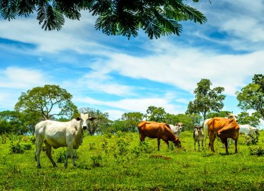 Minas Gerais kırsal . Brezilya'da bir mera üzerinde sığır sürüsi.