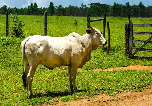 米纳斯吉拉斯州的乡村 巴西农场的单头公牛内罗尔 — 图库照片