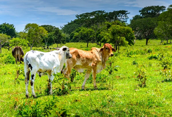 Campo Minas Gerais Nerole Ganado Una Granja Brasil — Foto de Stock